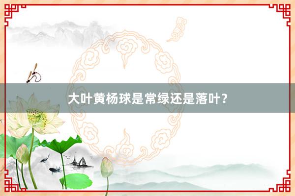 大叶黄杨球是常绿还是落叶？